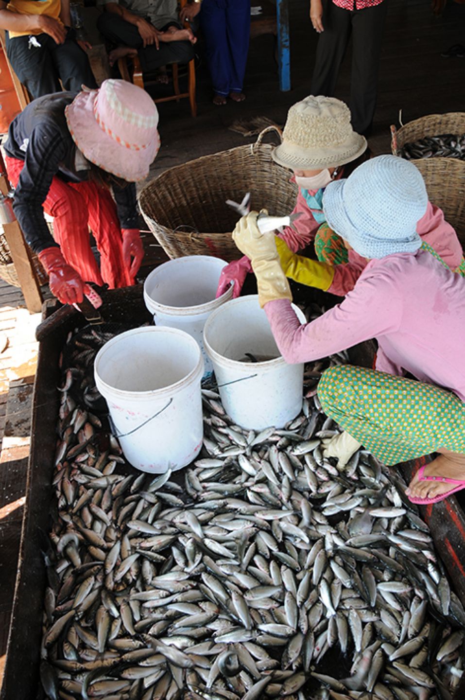 Myanmar 228